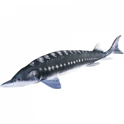 Gaby Kuschelfisch Stör