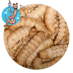 Lebendköder (Bienenmaden, 40 Stk)