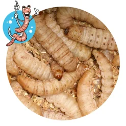 Lebendköder (Big Bienenwachsmaden)