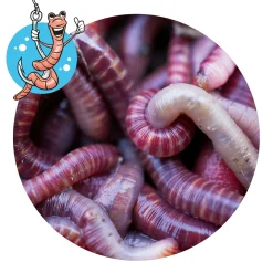 Lebendköder (Dendrobena, 15 Stk.)