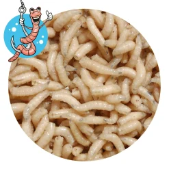 Lebendköder (Maden)