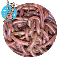 Lebendköder (Tauwurm, 12 Stk.)