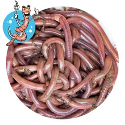 Lebendköder (Tauwurm, 24 Stk.)