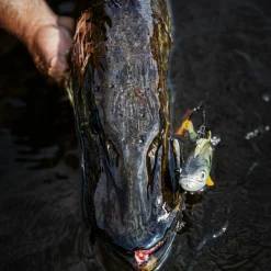 Pulz Bait Roach Skinz Set (Natural Roach/Natural Perch/Brown Trout)