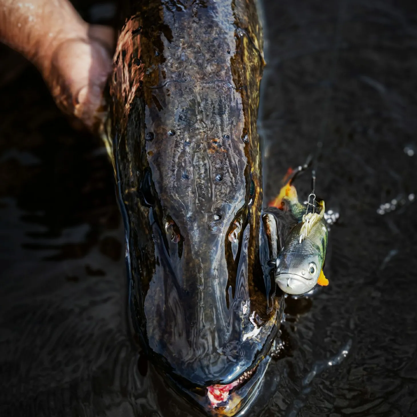 Pulz Bait Roach Skinz Set (Natural Roach/Natural Perch/Brown Trout)