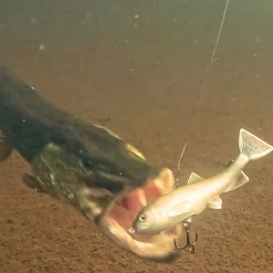 Pulz Bait Trout Skinz (Brown Trout)