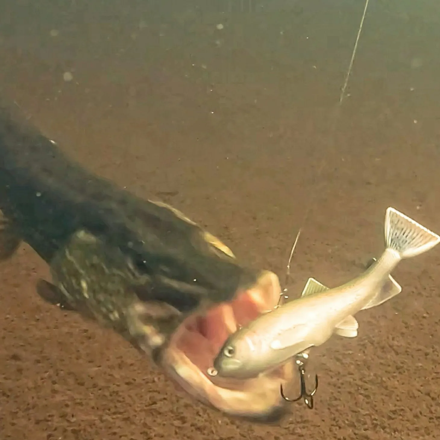 Pulz Bait Trout Skinz (Brown Trout)