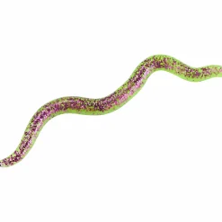 Shirasu Wiggle Worm (Purple Chartreuse)