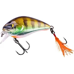 Zeck Danny (Glam Perch BA)